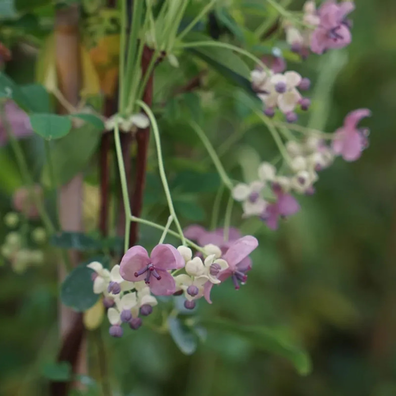 Akebia quinata 'Silver Bells' - Akebia | Achat direct au producteur
