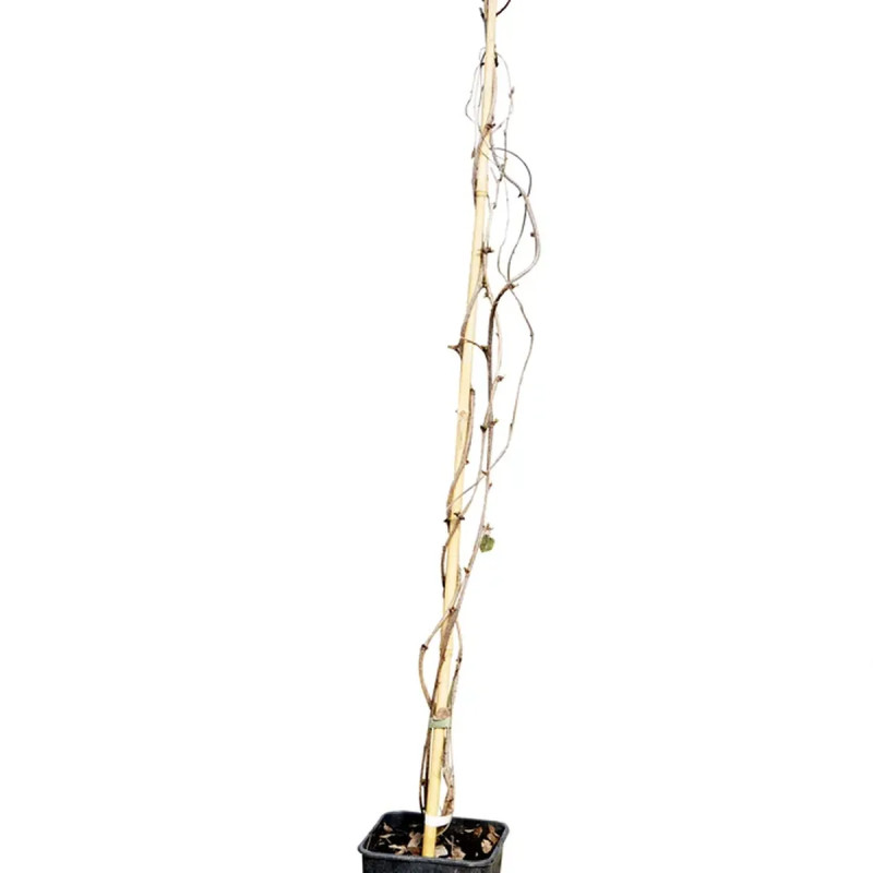 Akebia quinata 'Silver Bells' - Akebia | Achat direct au producteur