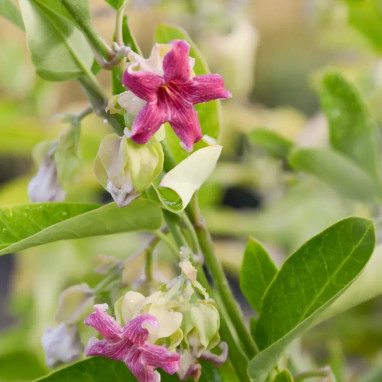 Araujia sericifera - Plante cruelle | Achat direct au producteur