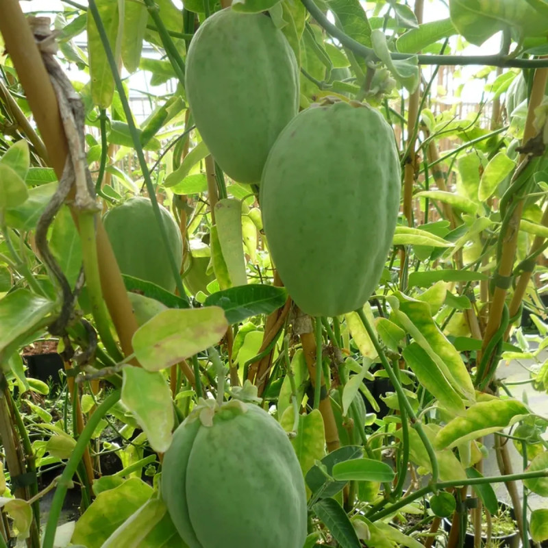 Araujia sericifera - Plante cruelle | Achat direct au producteur