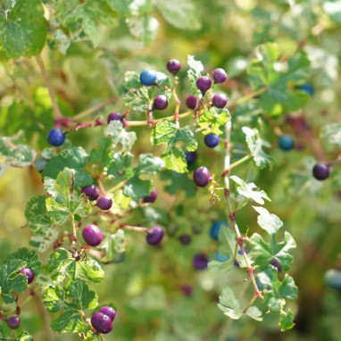 Vigne vierge 'Elegans' - Ampelopsis | Achat direct au producteur