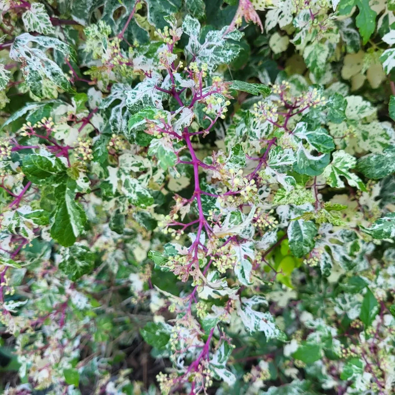 Vigne vierge 'Elegans' - Ampelopsis | Achat direct au producteur