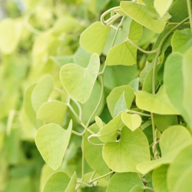 Aristoloche macrophylla - Aristolochia | Achat direct au producteur