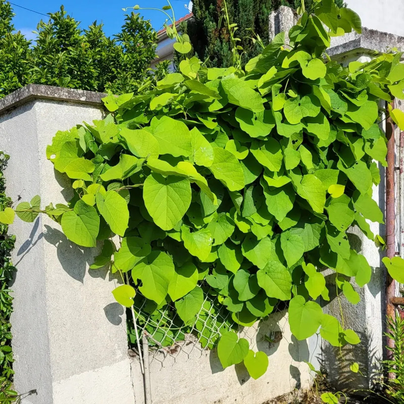 Aristoloche macrophylla - Aristolochia | Achat direct au producteur