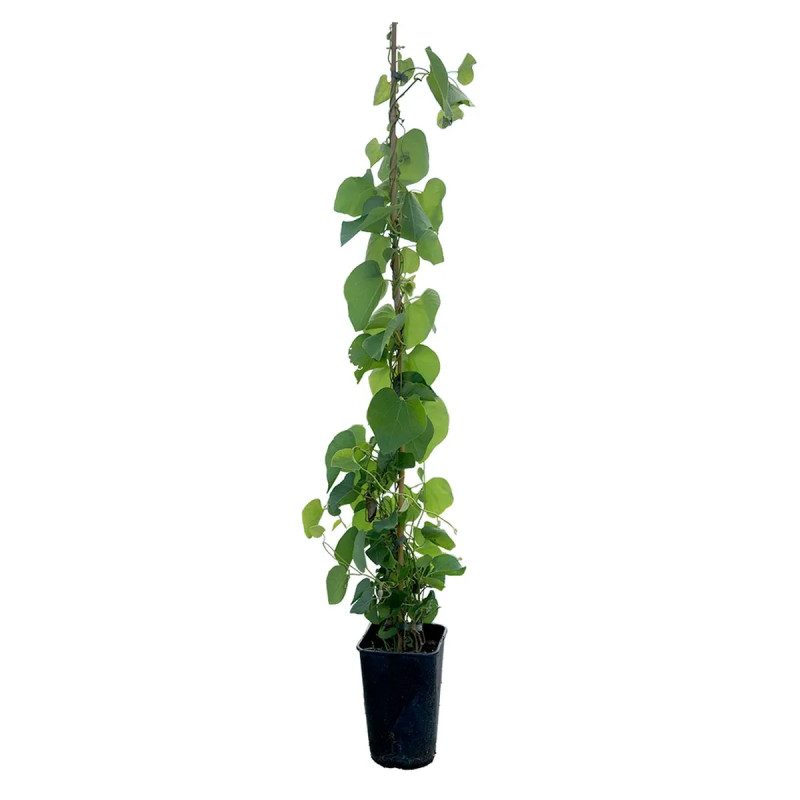 Aristoloche macrophylla - Aristolochia | Achat direct au producteur