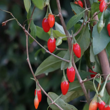 Baie de Goji - Lycium barbarum | Achat direct au producteur