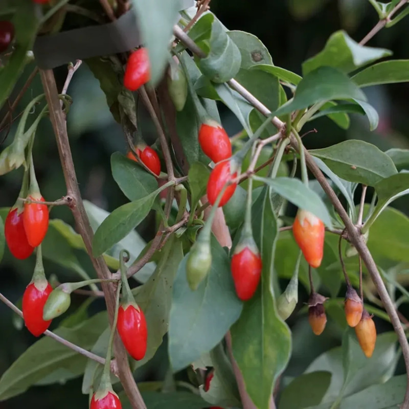 Baie de Goji - Lycium barbarum | Achat direct au producteur