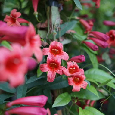 Bignone capreolata 'Species Red' - Bignonia | Achat direct au producteur
