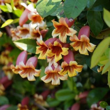 Bignone capreolata - Bignonia | Achat direct au producteur