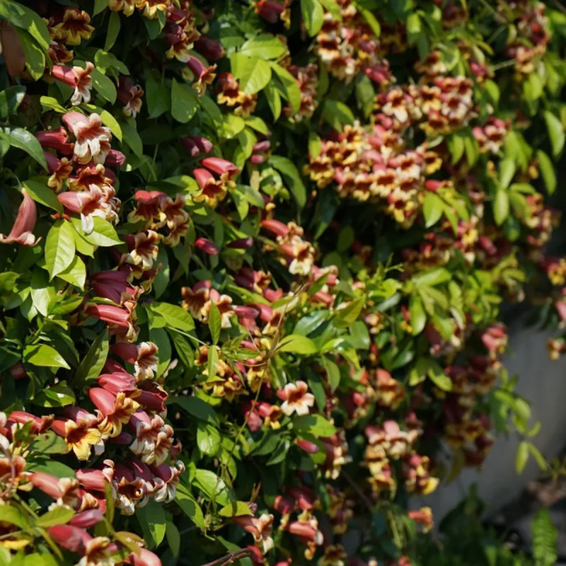 Bignone capreolata - Bignonia | Achat direct au producteur