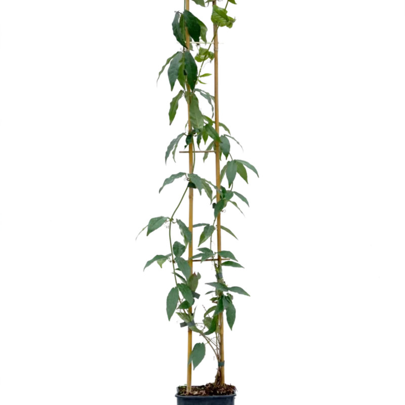 Bignone capreolata - Bignonia | Achat direct au producteur