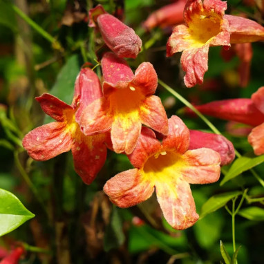 Bignone capreolata 'Tangerine Beauty' - Bignonia | Achat producteur