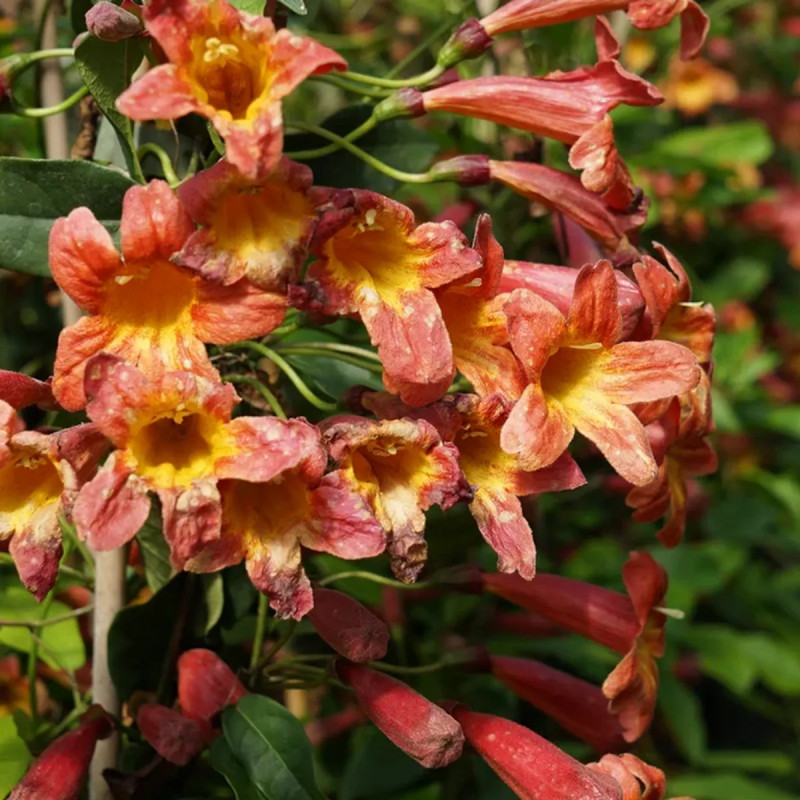 Bignone capreolata 'Tangerine Beauty' - Bignonia | Achat producteur
