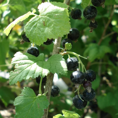 Cassissier 'Géant de Boskoop' - Ribes | Achat direct au producteur