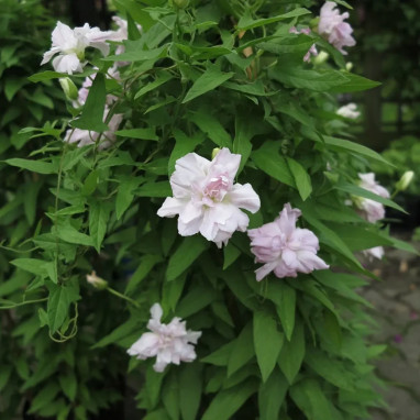 Calystegia 'Flore Pleno' - Liseron | Achat direct au producteur