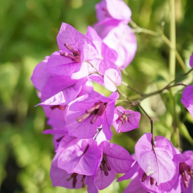 Bougainvillier 'Violet de Meze' - Bougainvillea | Achat producteur