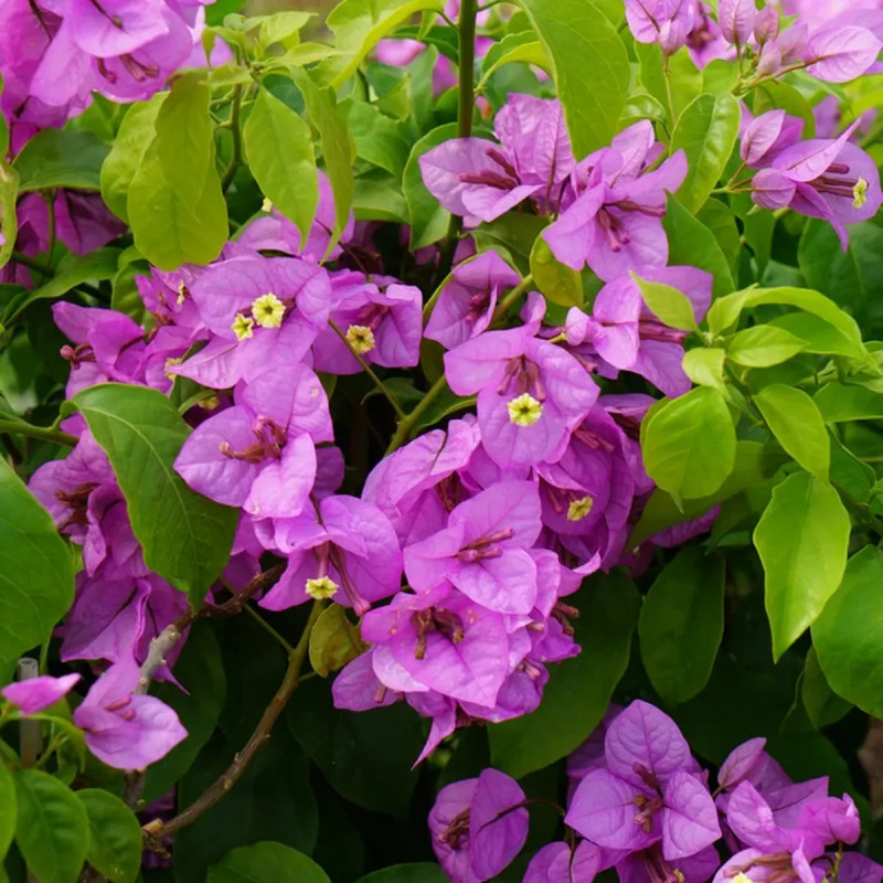 Bougainvillier 'Violet de Meze' - Bougainvillea | Achat producteur