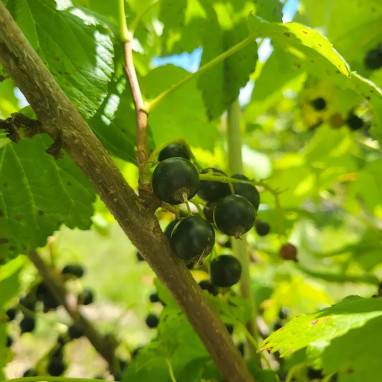 Cassissier 'Noir de Bourgogne' - Ribes | Achat direct au producteur