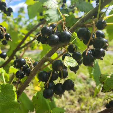 Cassissier 'Merveille de Gironde' - Ribes | Achat direct au producteur