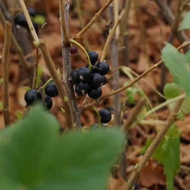 Casseille 'Josta' - Ribes x nidigrolaria | Achat direct producteur