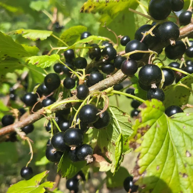 Cassissier 'Andega' - Ribes nigrum | Achat direct au producteur