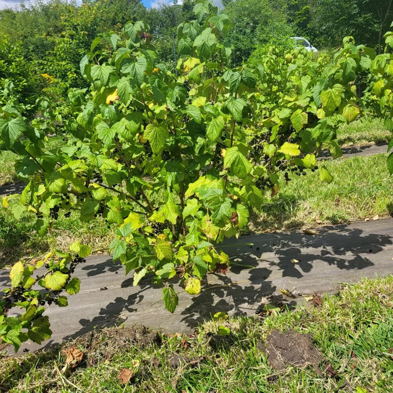Cassissier 'Andega' - Ribes nigrum | Achat direct au producteur