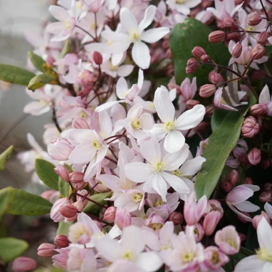 Clématite Armandii 'Apple Blossom' - Clematis | Achat producteur