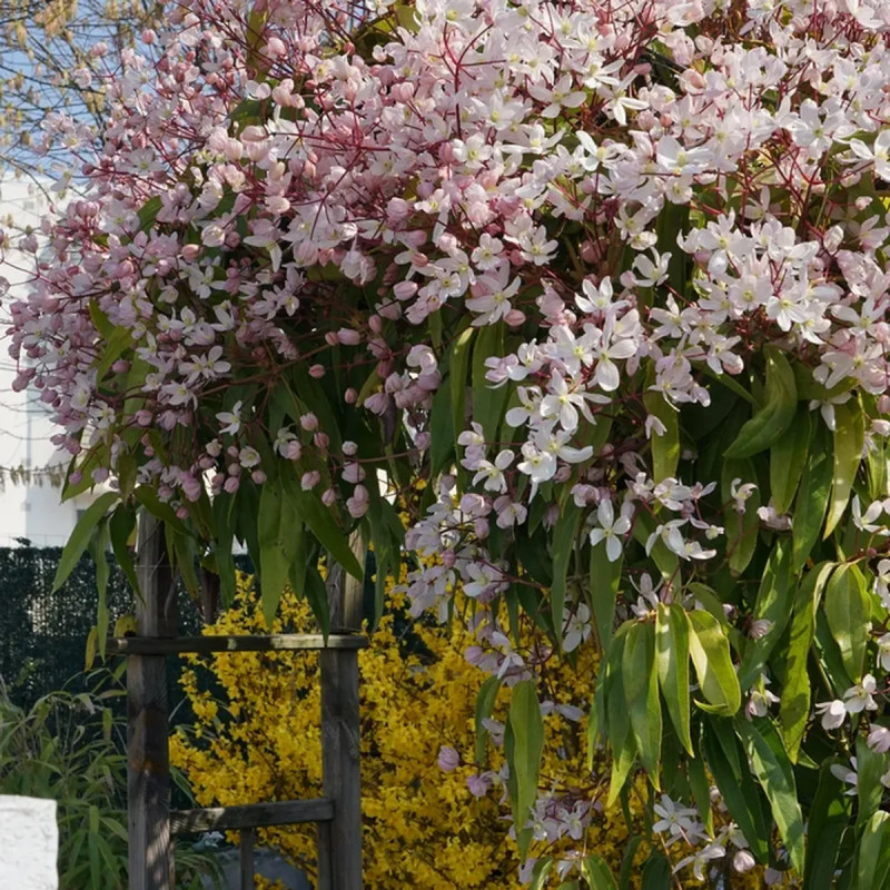 Clématite Armandii 'Apple Blossom' - Clematis | Achat producteur