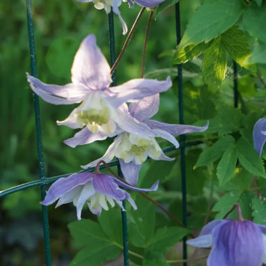 Clématite Blue Princess - Clematis alpina | Achat direct producteur