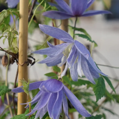 Clématite alpina 'Frances Rivis' - Clematis | Achat direct producteur