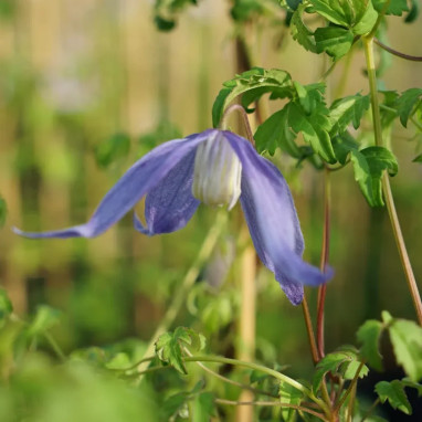Clématite alpina 'Blue Dancer' - Clematis | Achat direct au producteur