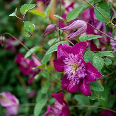 Clématite 'Avant-Garde' ('Evipo033') - Clematis | Achat producteur