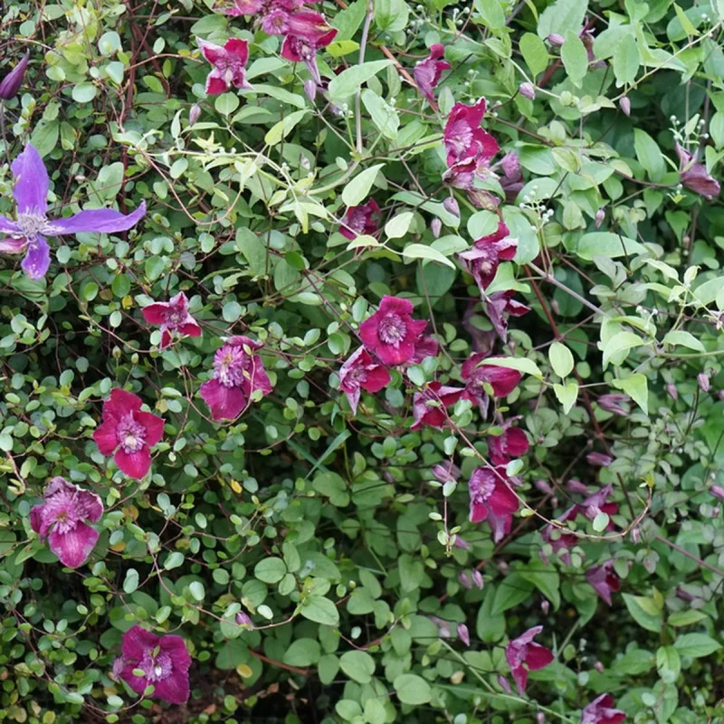 Clématite 'Avant-Garde' ('Evipo033') - Clematis | Achat producteur
