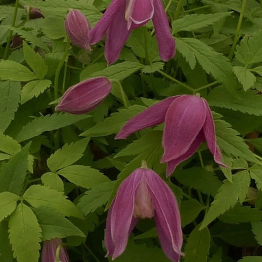 Clématite 'Ruby' - Clematis alpina | Achat direct au producteur