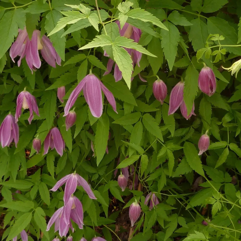 Clématite 'Ruby' - Clematis alpina | Achat direct au producteur