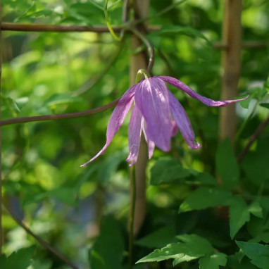 Clématite 'Constance' - Clematis alpina | Achat direct au producteur