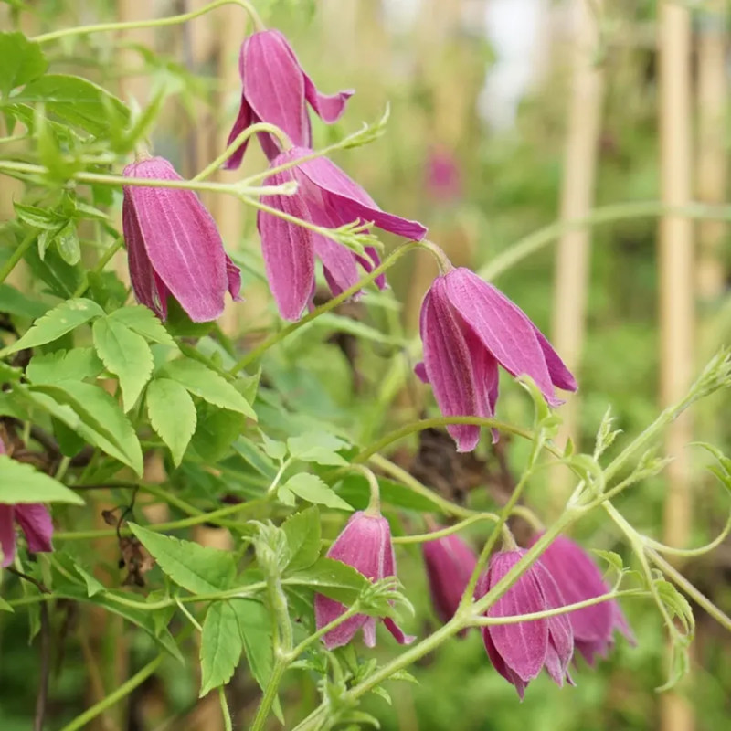 Clématite 'Constance' - Clematis alpina | Achat direct au producteur