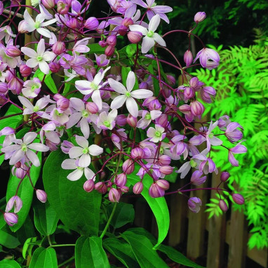 Clématite armandii 'Hendersonii Rubra' - Clematis | Achat producteur