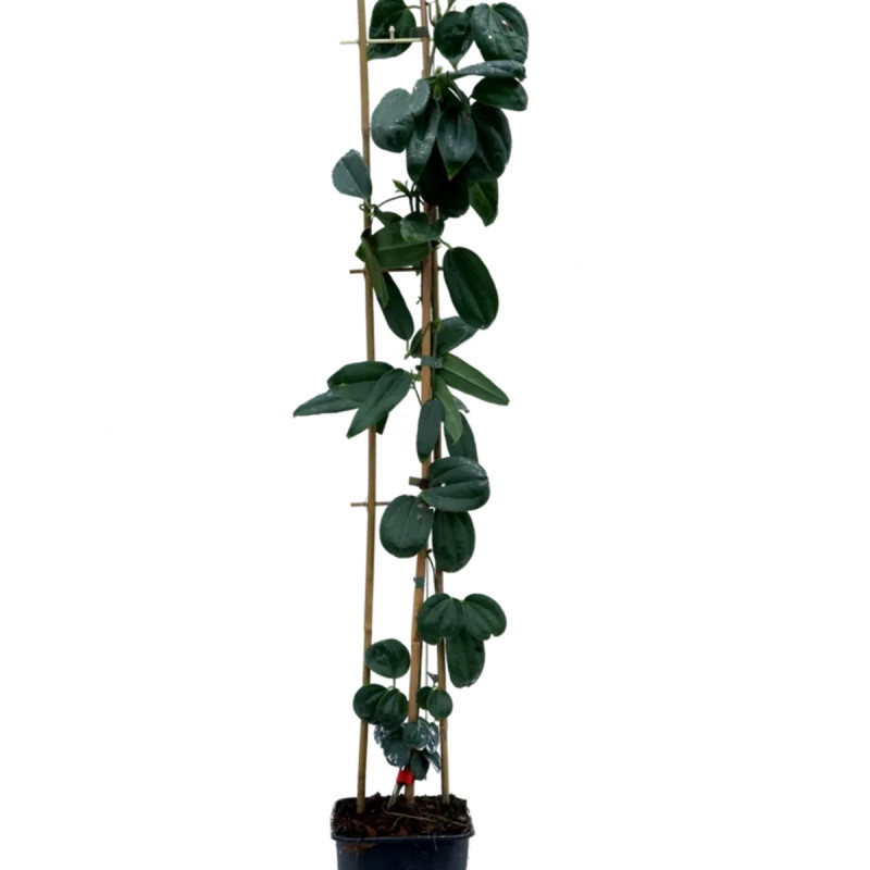 Clématite armandii 'Hendersonii Rubra' - Clematis | Achat producteur
