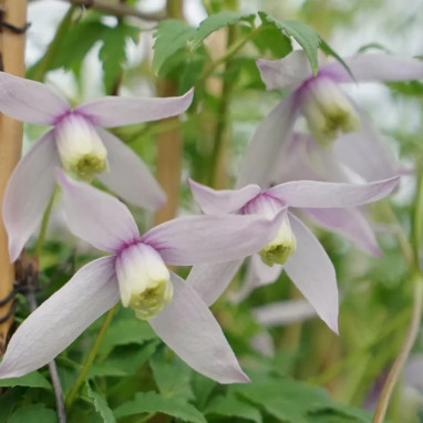 Clématite 'Willy' - Clematis alpina | Achat direct au producteur