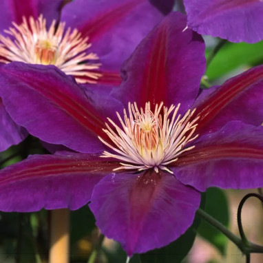 Clématite 'Anna Louise' ('Evithree') - Clematis | Achat en ligne