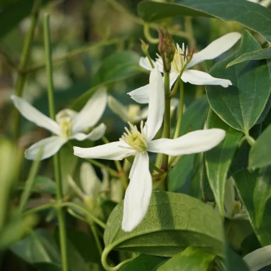 Clématite armandii 'Little white charm' - Clematis | Achat producteur