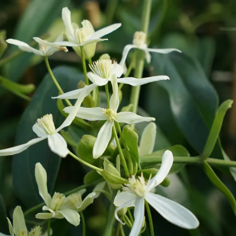 Clématite armandii 'Little white charm' - Clematis | Achat producteur