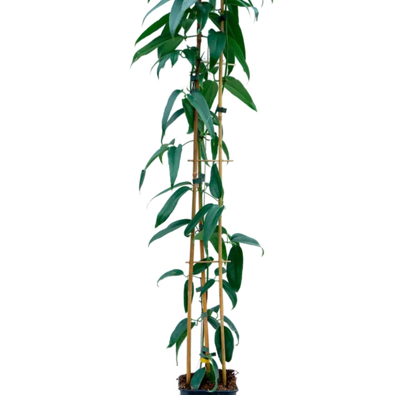 Clématite armandii 'Little white charm' - Clematis | Achat producteur