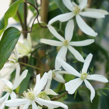 Clématite Armandii 'Snowdrift' - Clematis | Achat direct au producteur
