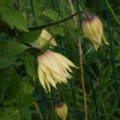 Clématite Amber 'wit141205' - Clematis | Achat direct au producteur