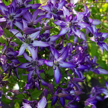 Clématite 'Astra Nova' Zo09085 - Clematis | Achat direct au producteur