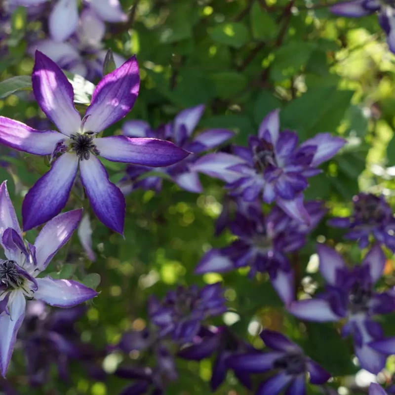 Clématite 'Astra Nova' Zo09085 - Clematis | Achat direct au producteur