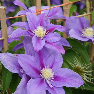 Clématite 'Barbara Jackman' - Clematis | Achat direct au producteur