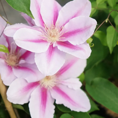 Clématite 'Bees Jubilee' - Clematis | Achat direct au producteur